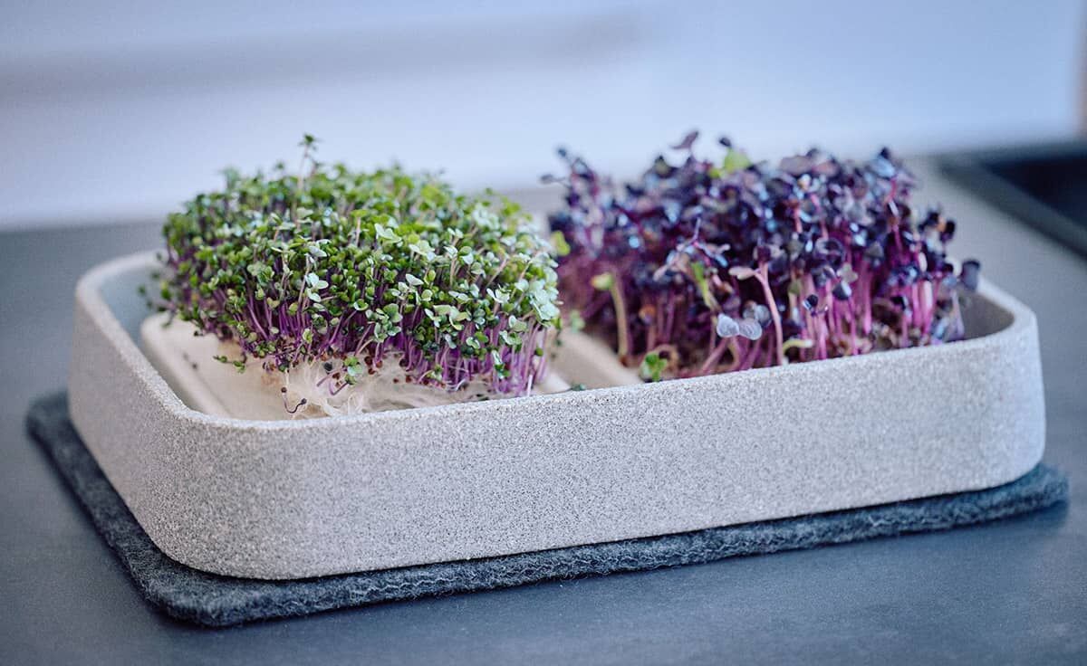 DENK Keramik Mikrogarten XL Pflanzstation für Microgreens Granicium® | MGXL von DENK Keramik