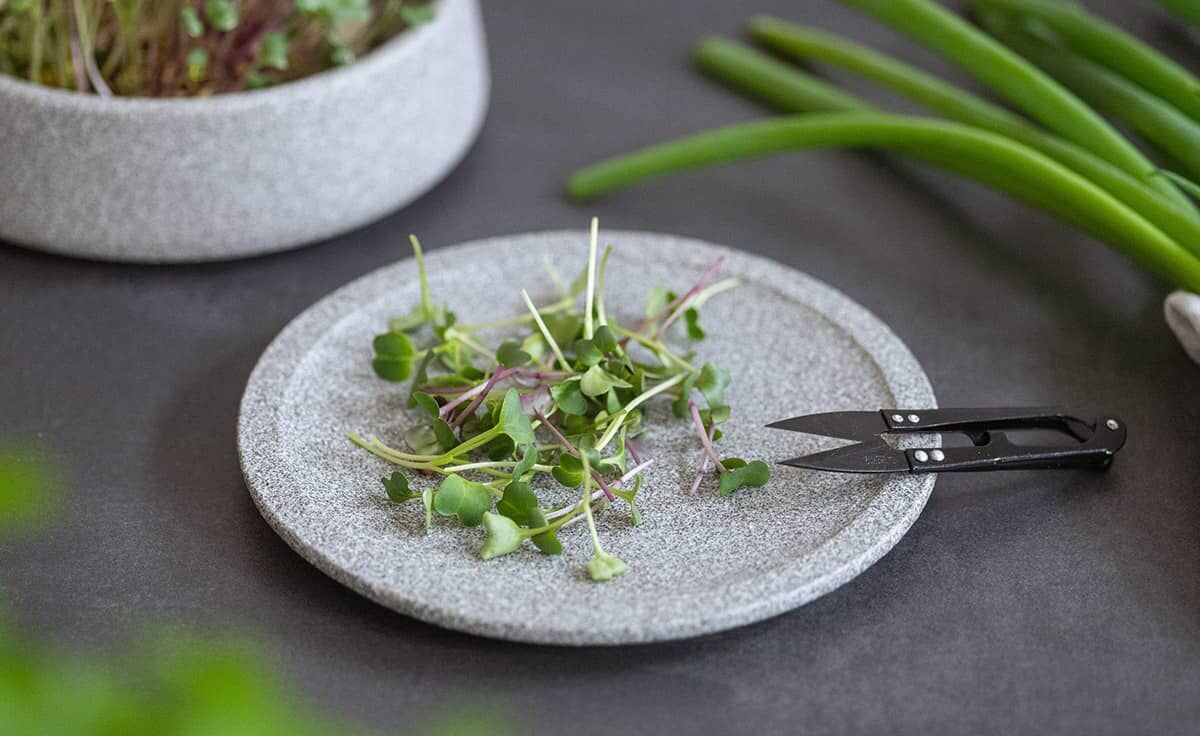 Ernteteller Mikrogarten Granicium | MG-ET von DENK Keramik