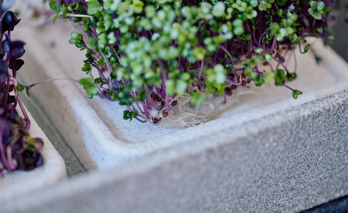 DENK Keramik Mikrogarten XL Pflanzstation für Microgreens Granicium® | MGXL von DENK Keramik