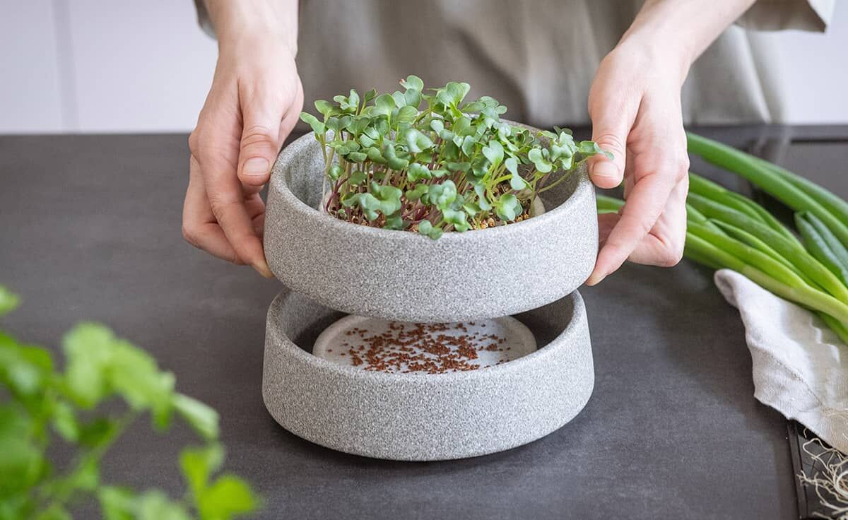 DENK Keramik Mikrogarten-Set Pflanzstation für Microgreens Granicium® | MGS von DENK Keramik