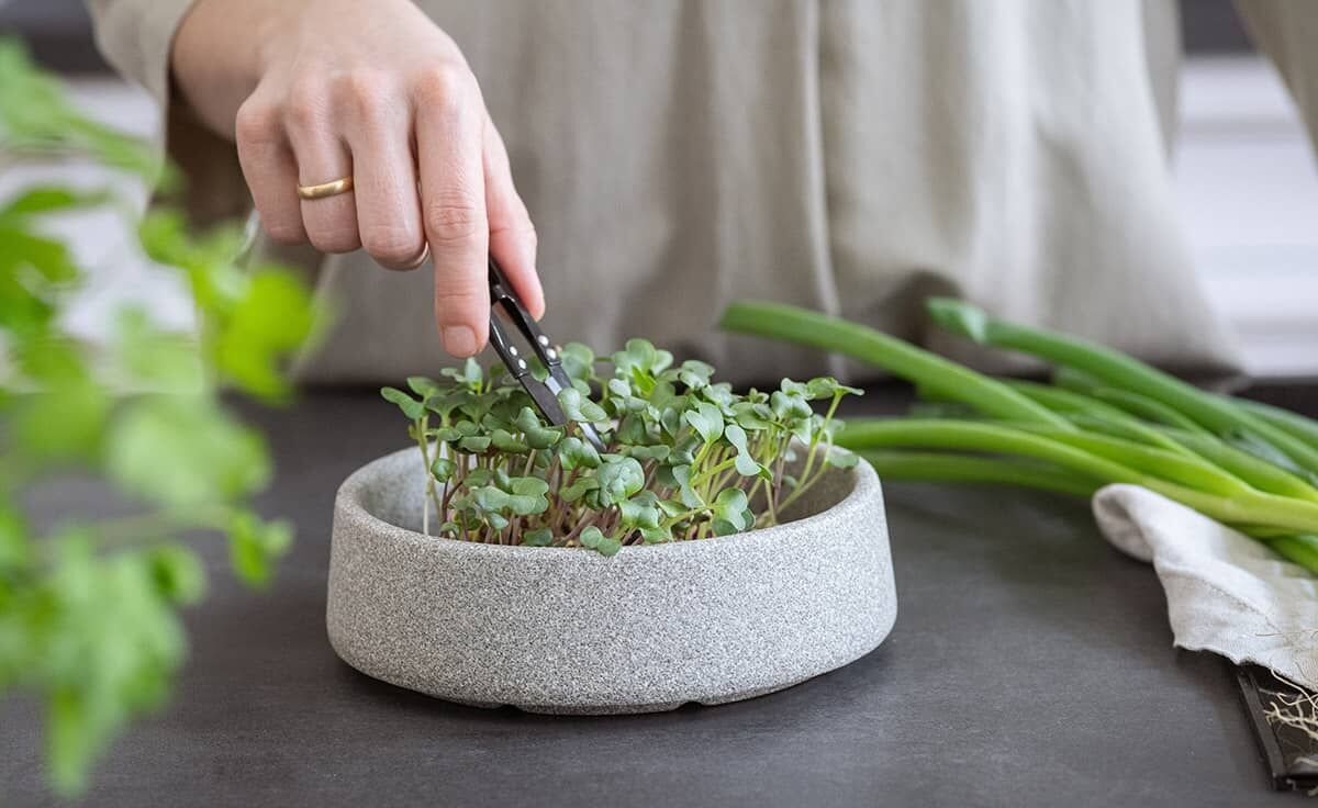 DENK Keramik Mikrogarten Pflanzstation für Microgreens Granicium® | MG von DENK Keramik