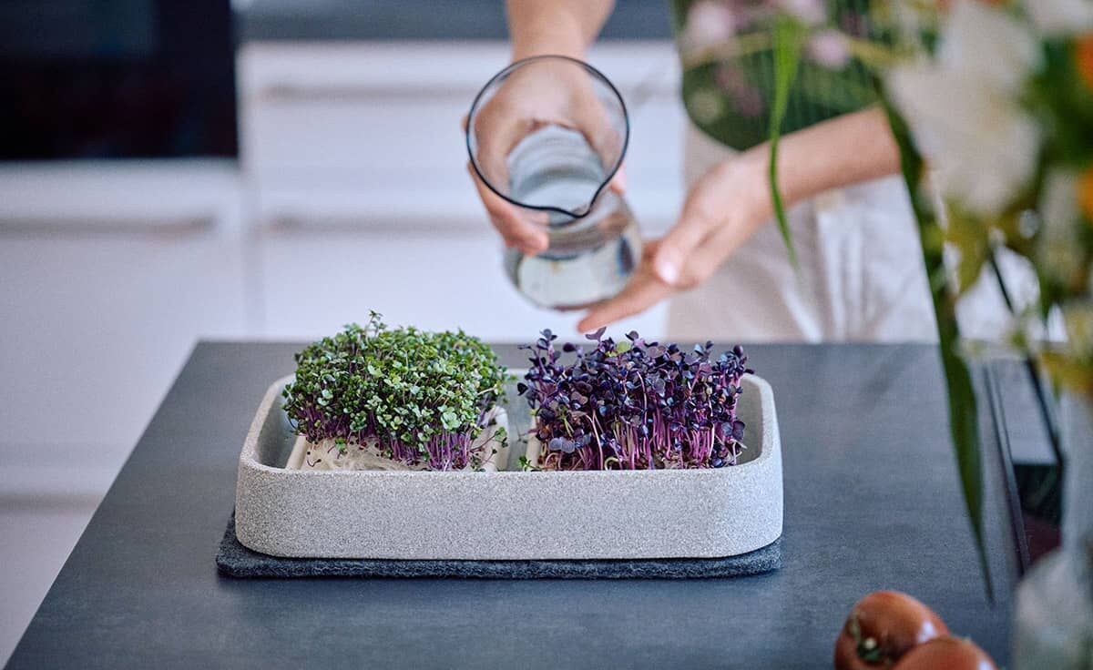DENK Keramik Mikrogarten XL Pflanzstation für Microgreens Granicium® | MGXL von DENK Keramik